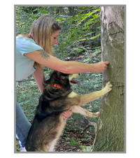 Bewegungsübung Hund an Baum