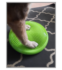 Hund auf Balancepad