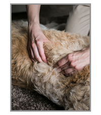 Massage Hund