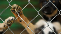 Tierschutzhund Pfote an Zaun